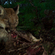 Illustration for article titled Oh Hai! Amazing Photos Capture LA's Newest Baby Mountain Lions